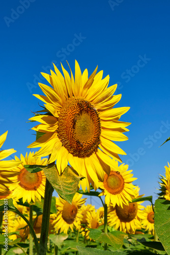 Helianthus annuus