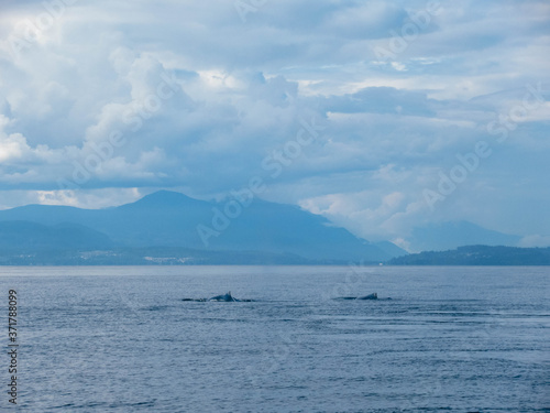 Humpback whales in the Pacific Ocean near Vancouver on a beautiful summer day.  © Jarmo