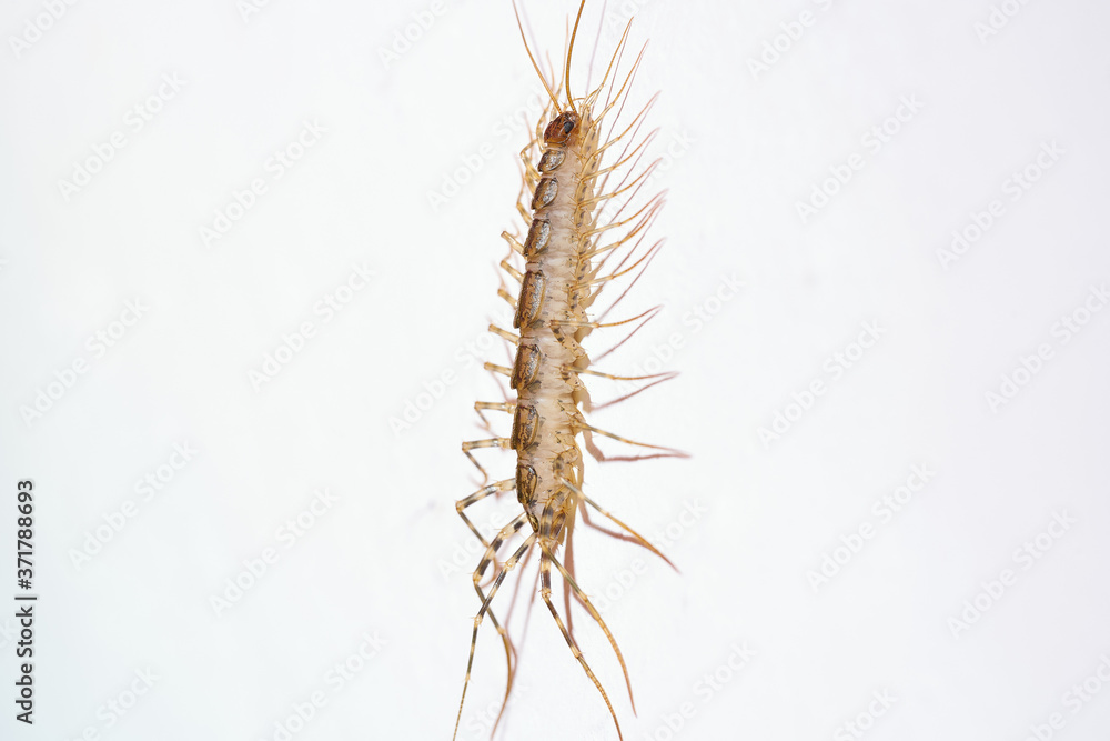Giant centipede in the house. Emetophobia, afraid of the big bugs. stock photo Giant centipede in the house. Emetophobia, afraid of the big bugs. stock photo