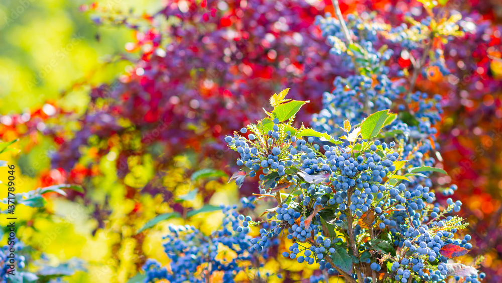 Mahonia aquifolium Oregon-grape or Oregon grape ripen on the branches. Plant in family Berberidaceae. Blue berries on a bush Mahonia aquifolium Oregon-grape or Oregon grape ripen on the branches. Plant in family Berberidaceae. Blue berries on a bush