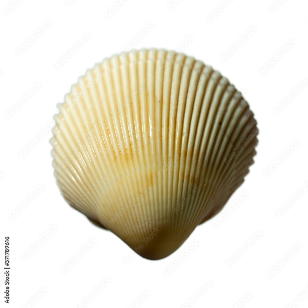 Sea shells isolated on a white background close up. Sea shells isolated on a white background close up.