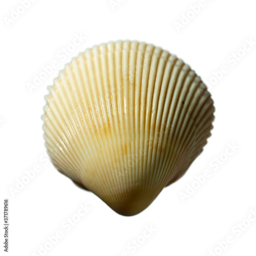 Sea shells isolated on a white background close up.