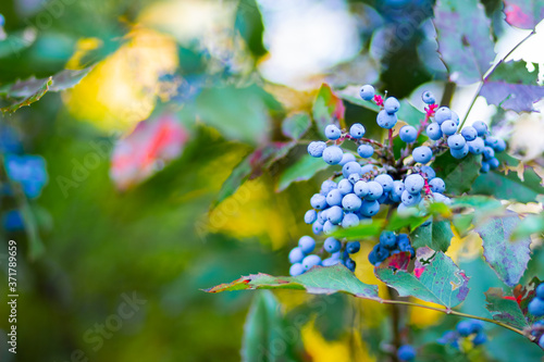 Mahonia aquifolium Oregon-grape or Oregon grape ripen on the branches. Plant in family Berberidaceae. Blue berries on a bush