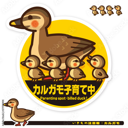 いきもの注意報：カルガモ子育て中サイン
