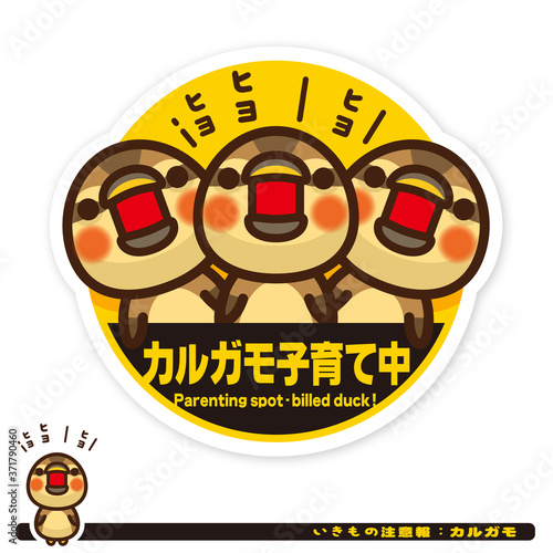 いきもの注意報：カルガモ子育て中サイン