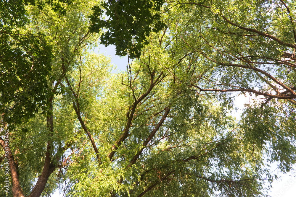 green leaves in the forest against the sky green leaves in the forest against the sky