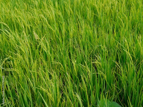 Rice Field, Seam Reap Province in Cambodia