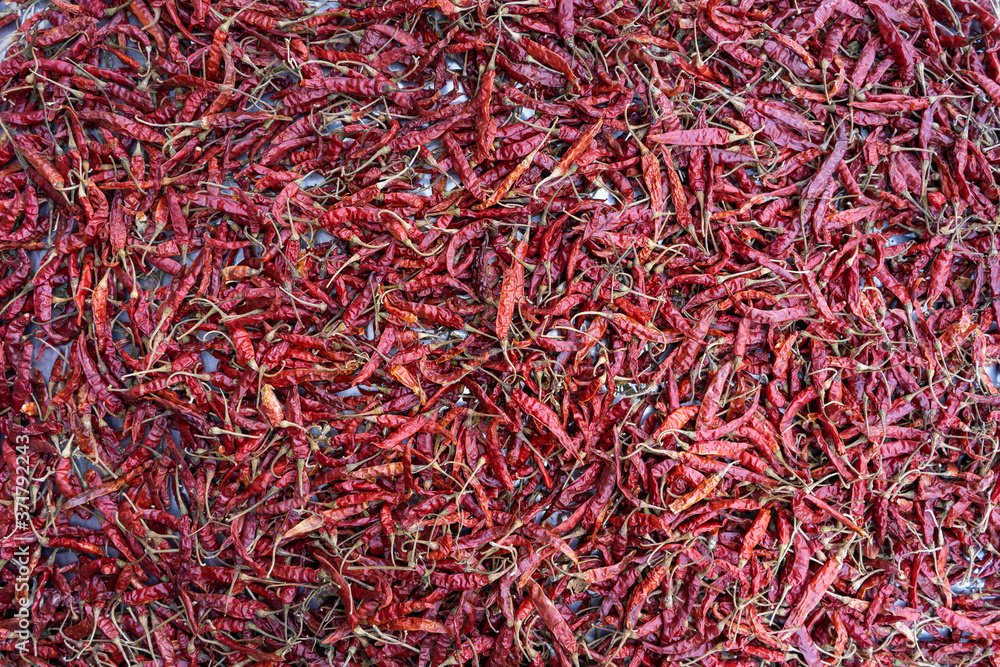 Fototapeta premium Dried red chili or chilli pepper in the sun