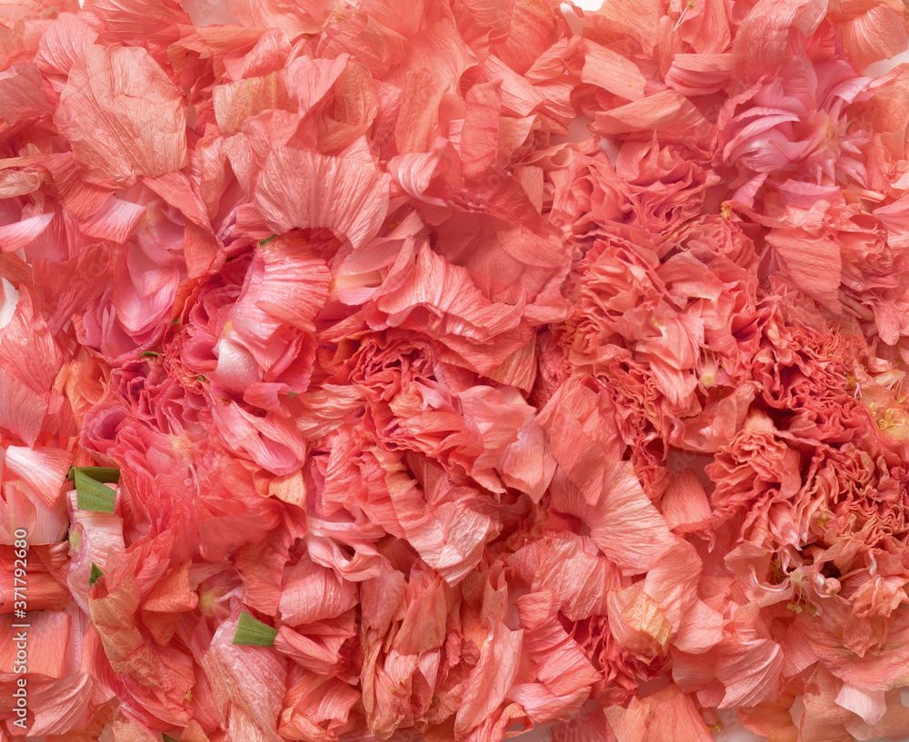 Sliced Pink Hibiscus Bloom Background Sliced Pink Hibiscus Bloom Background