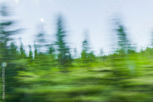 Bild mit Bewegungsunschärfe im Wald