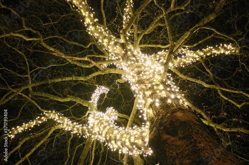 Baum mit Lichterkette