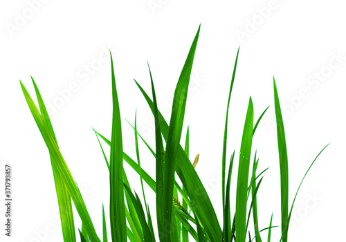 Beautiful green grass with drops isolated on white background. Close up.