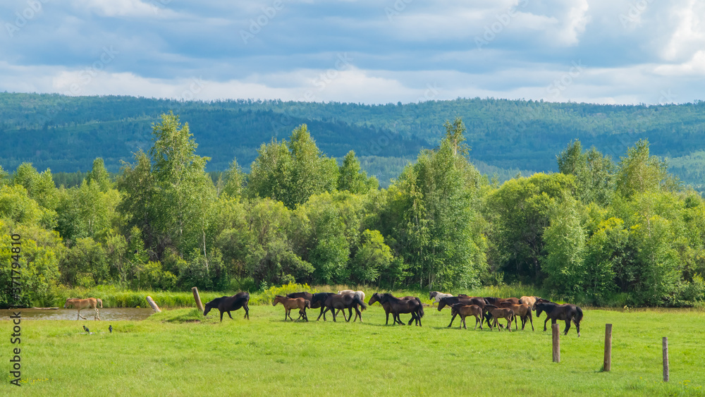 Obraz premium Horses on a meadow in spring with a landscape view