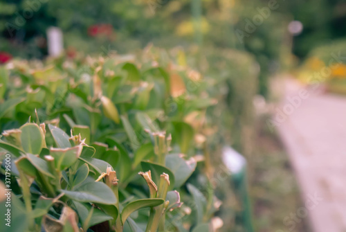 hedge in the garden