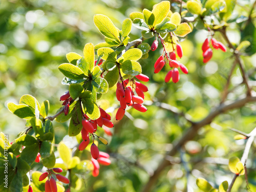 Früchte der Berberitze Sauerdorn oder Gewöhnliche Berberitze (Berberis vulgaris) photo