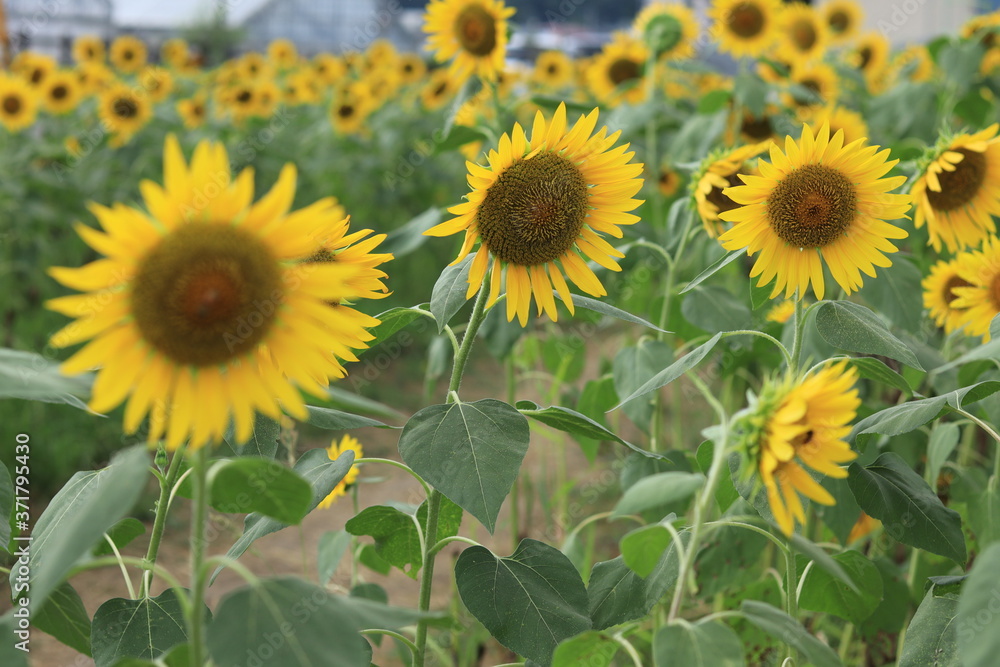 Sunflower field landscape ,japan,kanagawa Sunflower field landscape ,japan,kanagawa