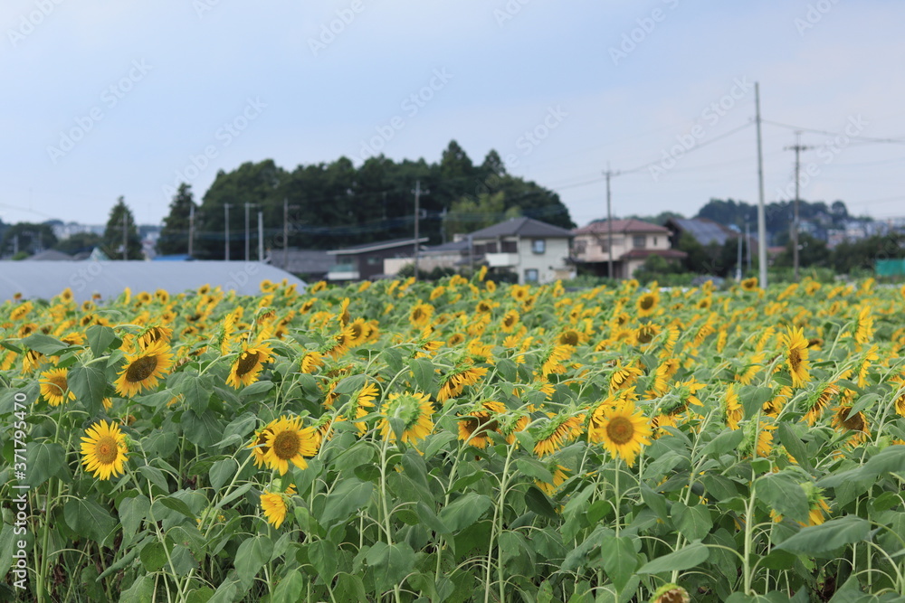 Obraz premium Sunflower field landscape ,japan,kanagawa