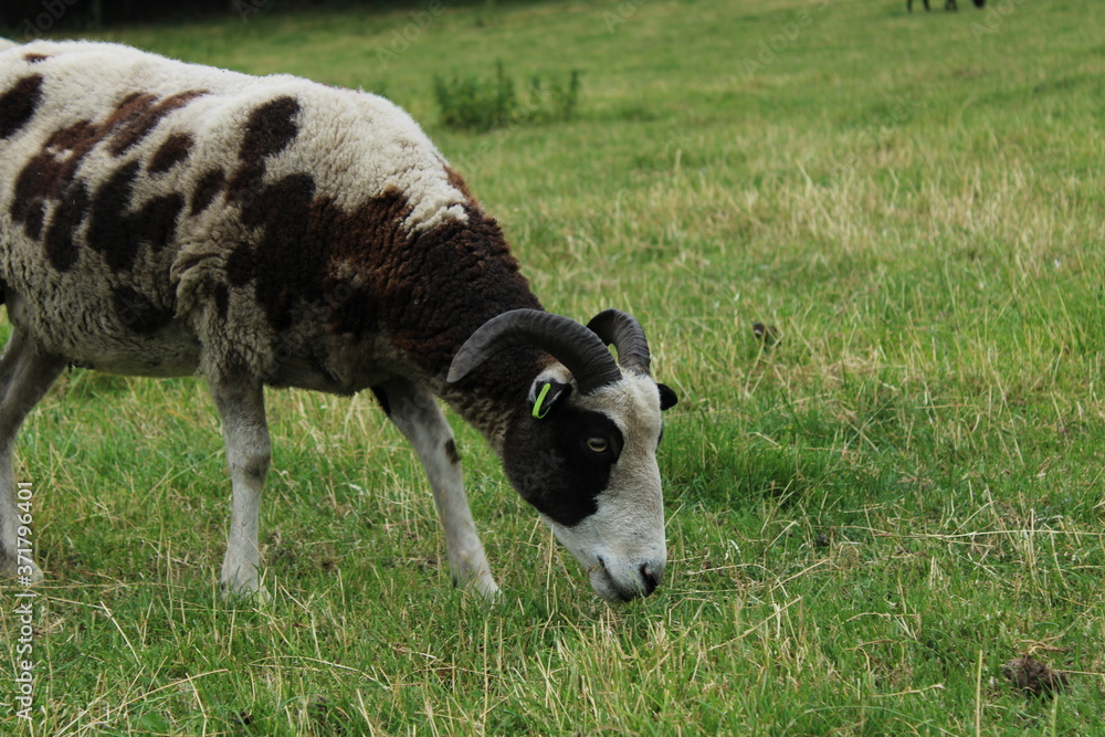 sheep at meanwood valley urban farm leeds west yorkshire sheep at meanwood valley urban farm leeds west yorkshire