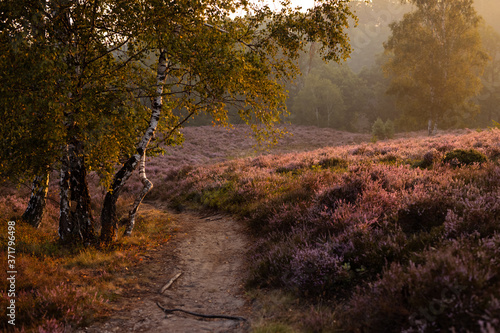 Weg in der Heide mit angrenzender Birke