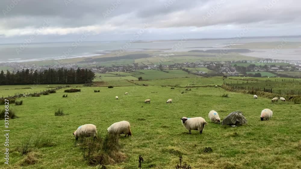 white sheep and rams with steep horns eat grass on a green meadow at the foot of a large mountain near the forest, the concept of breeding fine-wool sheep, sheep breeding, farming white sheep and rams with steep horns eat grass on a green meadow at the foot of a large mountain near the forest, the concept of breeding fine-wool sheep, sheep breeding, farming