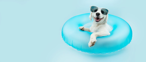 puppy dog summer inside of a blue inflatable wearing sunglasses.