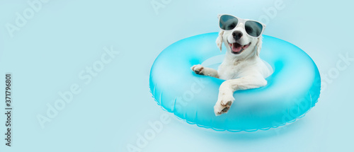 Photography puppy dog summer inside of a blue inflatable wearing sunglasses.