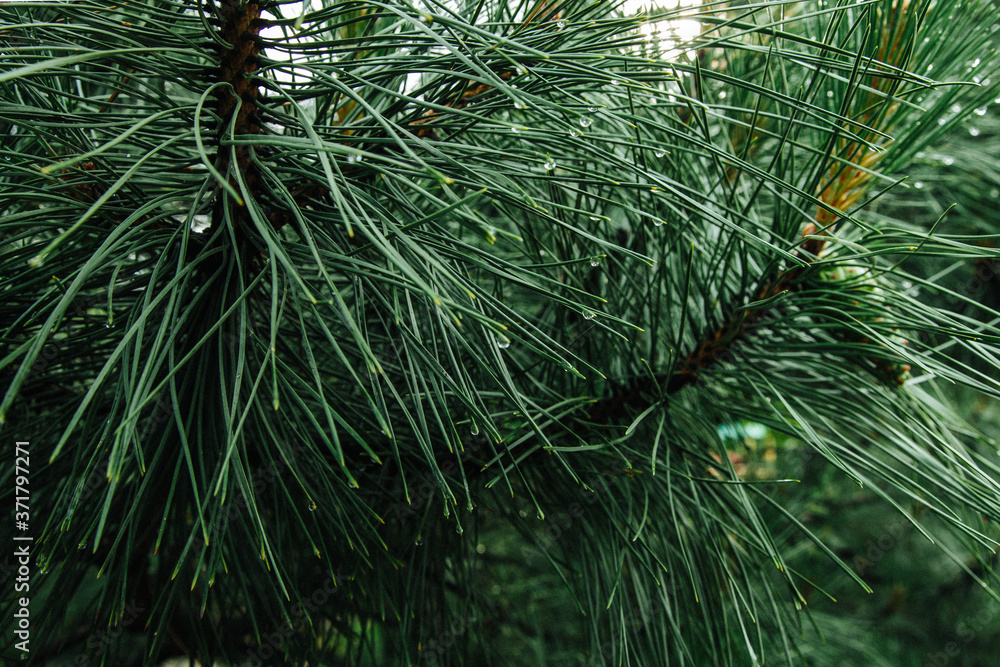 Naklejka premium pine needles with rain drops