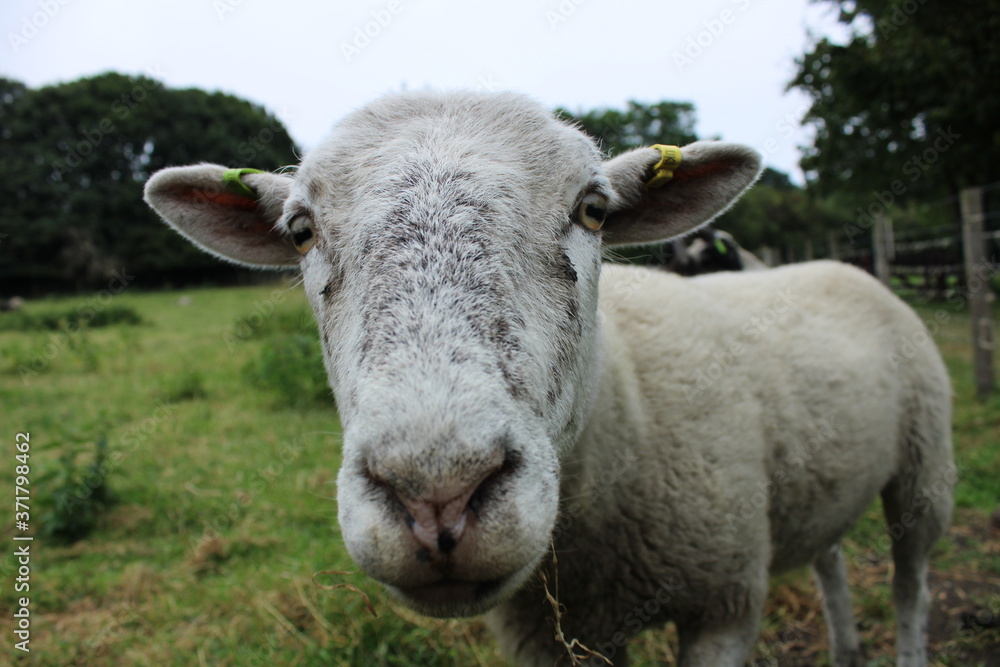 sheep at meanwood valley urban farm leeds west yorkshire