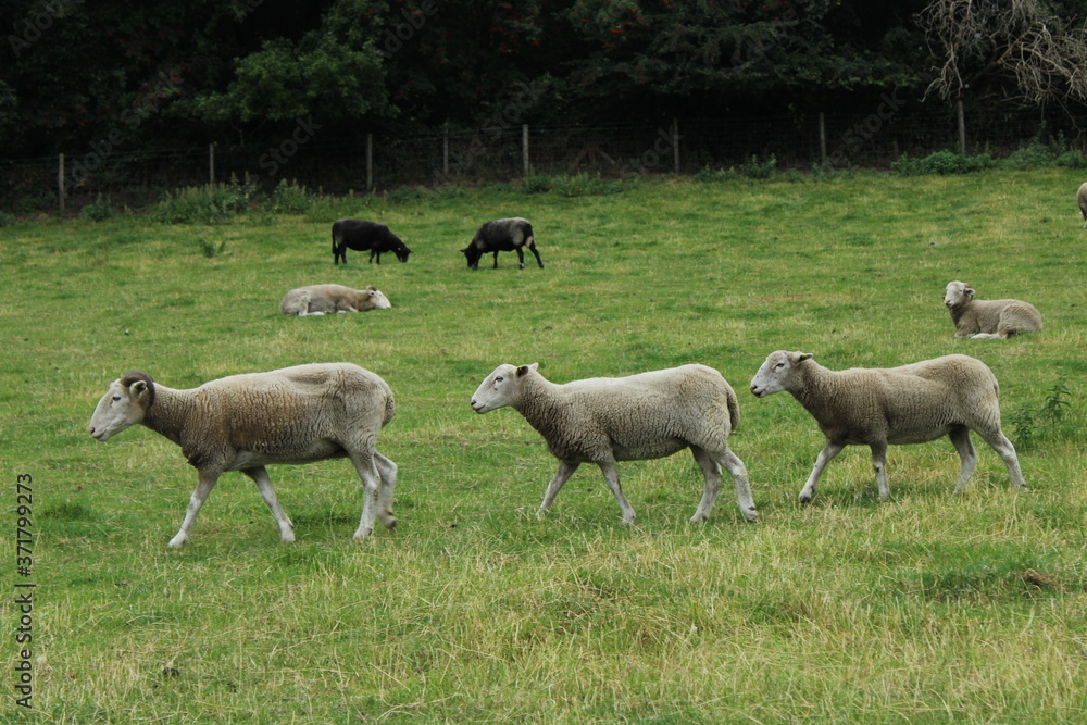 sheep at meanwood valley urban farm leeds west yorkshire sheep at meanwood valley urban farm leeds west yorkshire