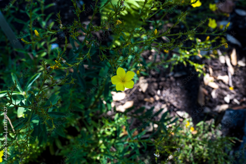 The Blossom of Golden Flax (Linum flavum). Botanical Garden, KIT Karlsruhe, Germany, Europe The Blossom of Golden Flax (Linum flavum). Botanical Garden, KIT Karlsruhe, Germany, Europe
