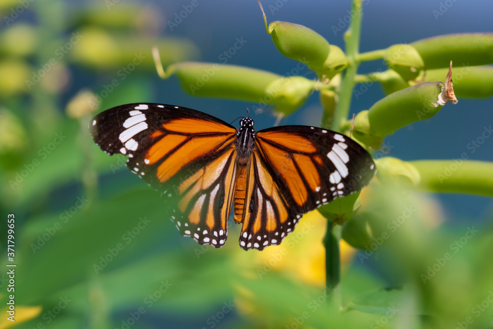 Obraz premium Common Tiger butterfly outspreading its wings