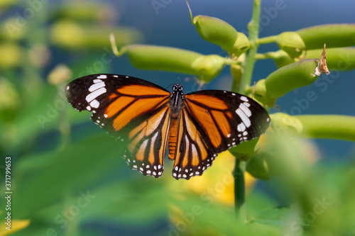Common Tiger butterfly outspreading its wings