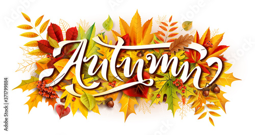 Autumn composition with fallen leaves and rowan and acorns