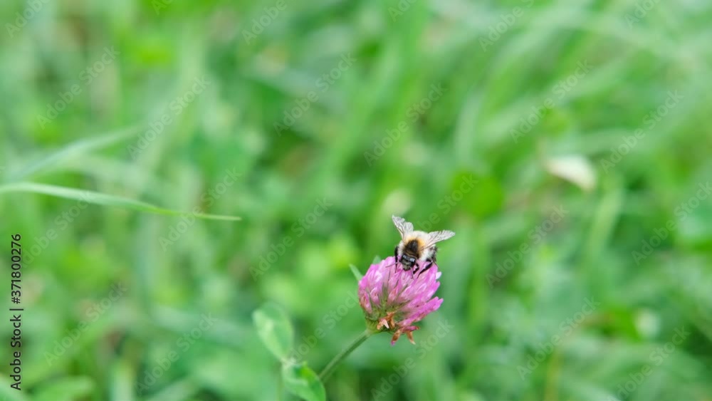 bee, insect collecting nectar on pink clover flower, honey plant concept, natural bee honey production, agricultural pastures bee, insect collecting nectar on pink clover flower, honey plant concept, natural bee honey production, agricultural pastures