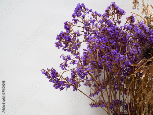 purple dry flower on white background