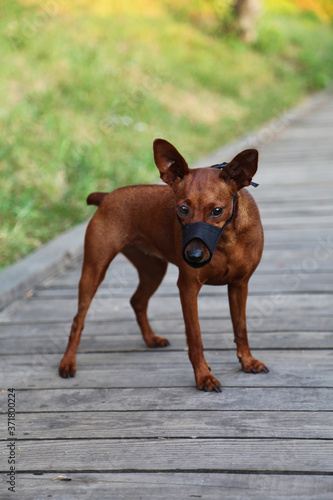 A muzzled dog stands against a background of green grass. Pet wear a muzzle on a walk. The dog has a black muzzle on its muzzle. Miniature Pinscher black muzzle.