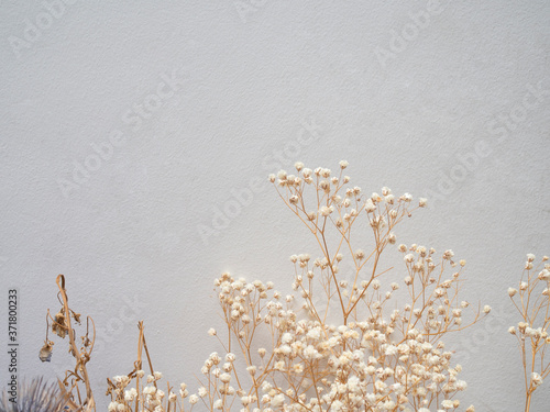 dry flower on white background