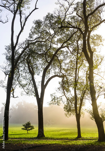 Morning mist pervades the woods in the park