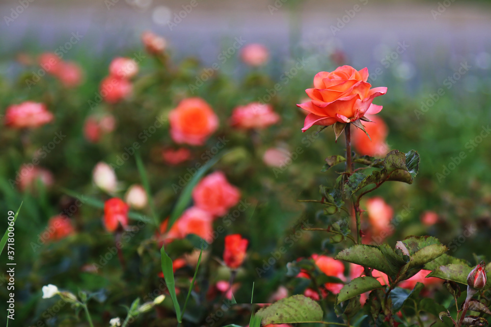 A blooming red rose against a background of flowers. An unopened rosebud. The flower is pale pink. At close range. Up close.

