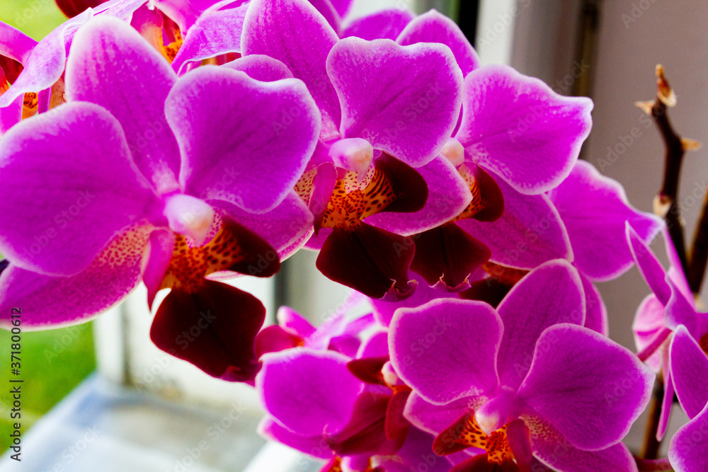 Obraz premium Orcidee Pink