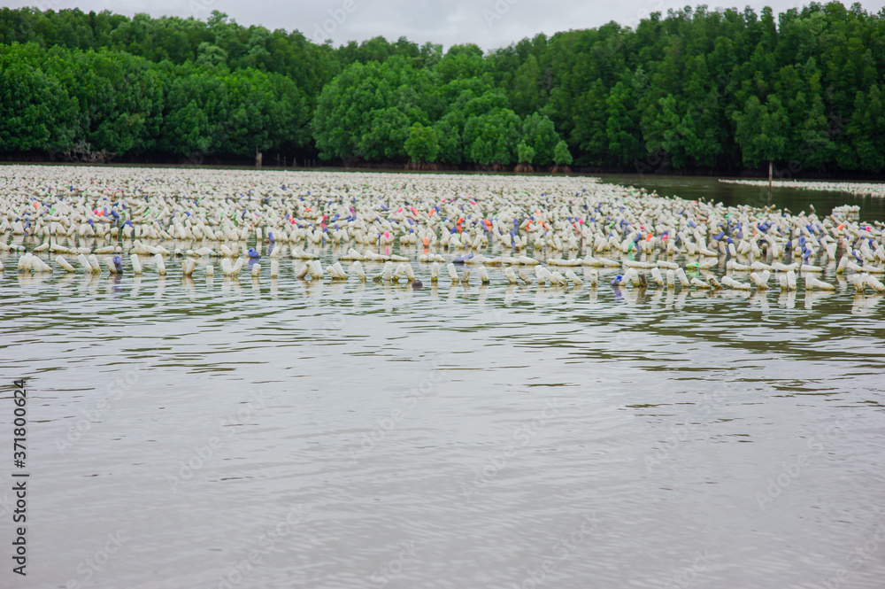 Used plastic bottles are used for mussel farming.