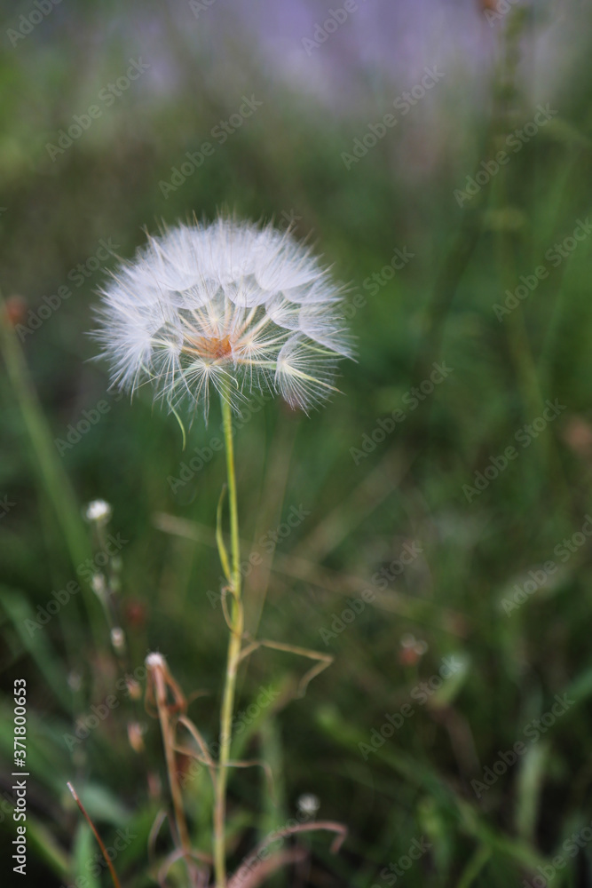 White dandelion. Wild, meadow plant. Field, fluffy flower.

