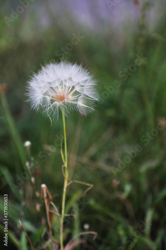White dandelion. Wild  meadow plant. Field  fluffy flower. 