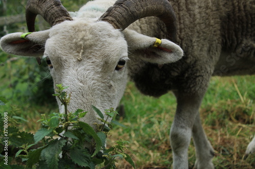 Fototapeta Naklejka Na Ścianę i Meble -  sheep at meanwood valley urban farm leeds west yorkshire