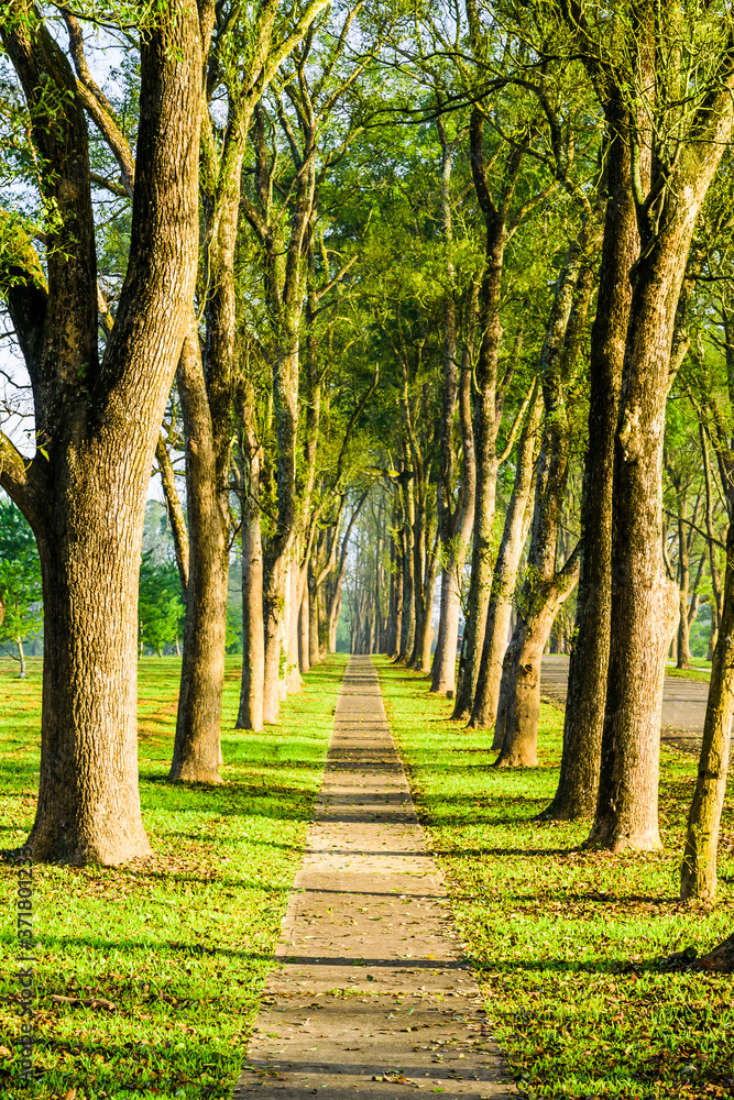 The woods in the park are on both sides of the trail