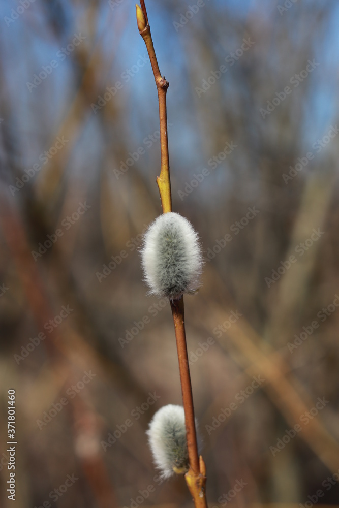 Willow branch on the background of trees and various branches Willow branch on the background of trees and various branches