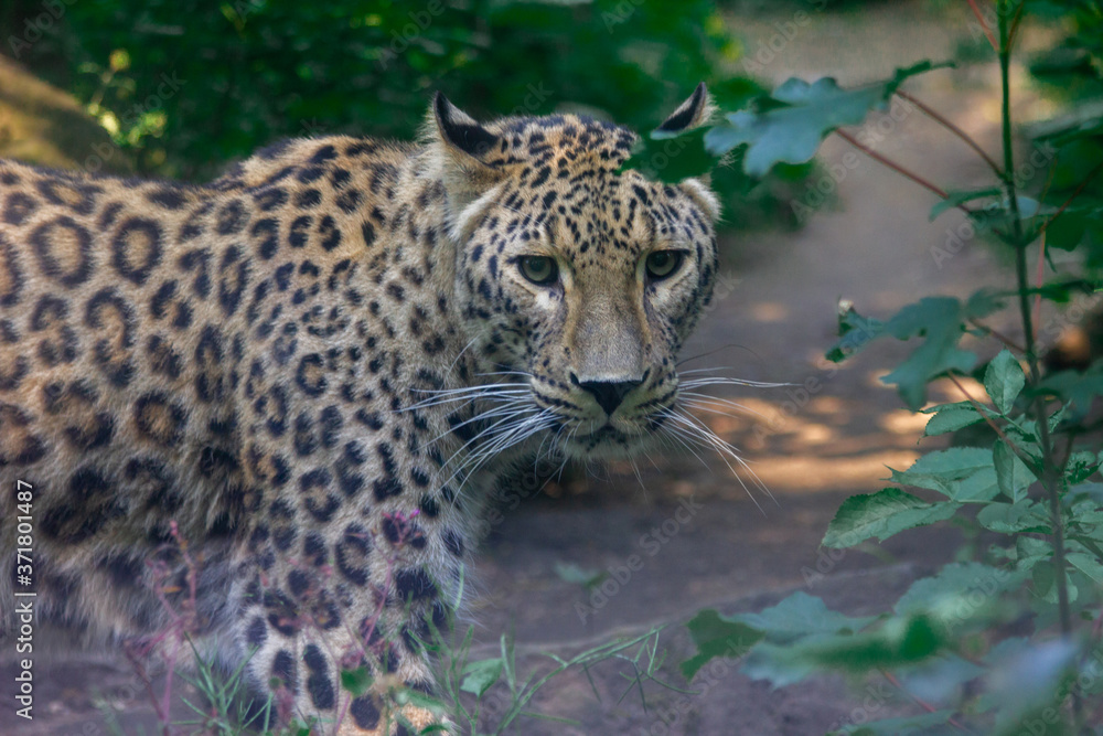 Leopard Leopard