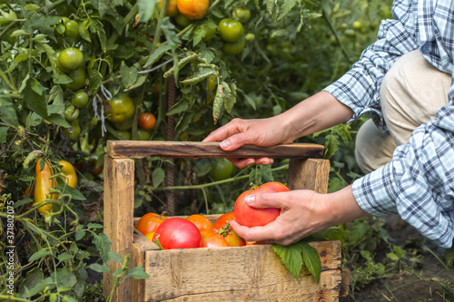 Farmer woman harvests fresh tomatoes.