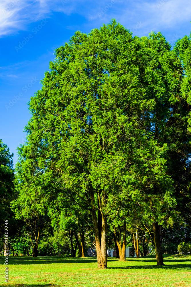 Close-up lush green trees in the park Close-up lush green trees in the park