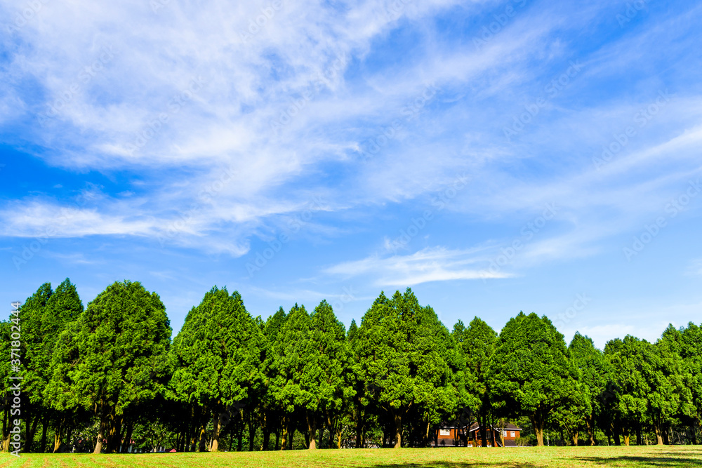 Green tree forest background, fir and pine trees in Nantou, Taiwan.